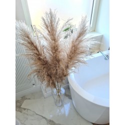 trawa pampasowa naturalna